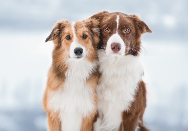 Two border collies.