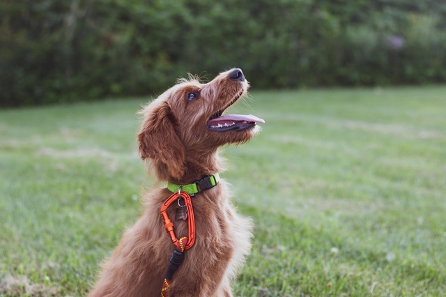 Anti-Bell-Training mit Hund ohne Erziehungshalsband