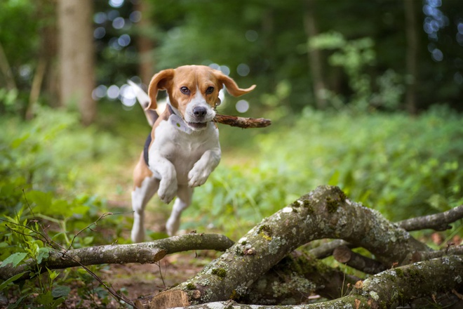 Hund trainiert das Apportieren mit einem GPS-Tracker von Weenect