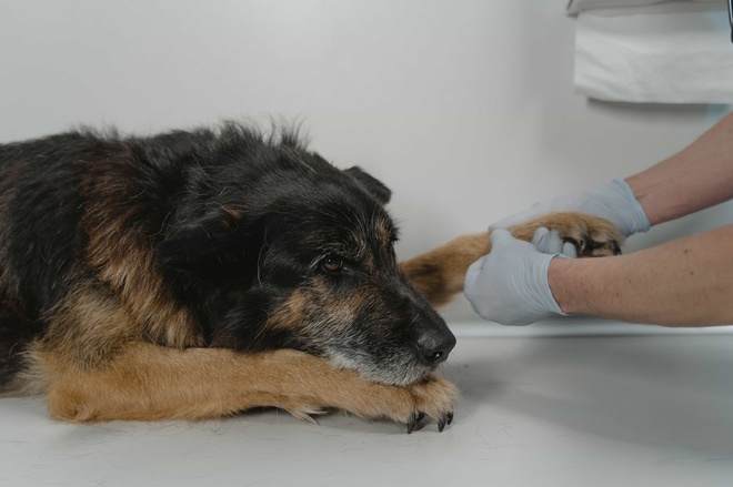 Verletzter gefundener Hund wird vom Tierarzt versorgt