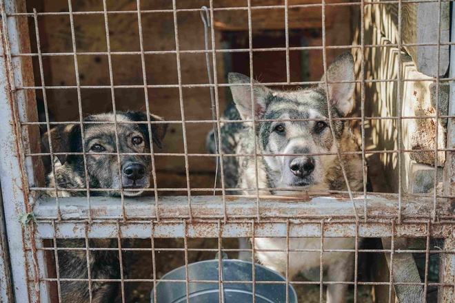 Hunde für Anfänger warten im Tierheim adoptiert zu werden