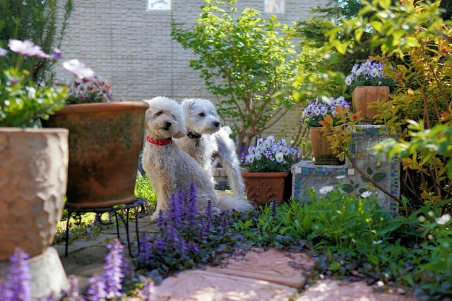 Hunde spielen draußen im Garten