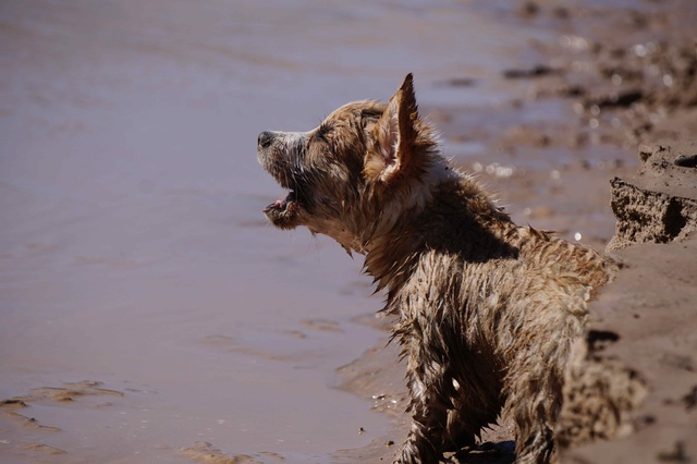 Hund bellt in die Ferne, während er im Matsch sitzt