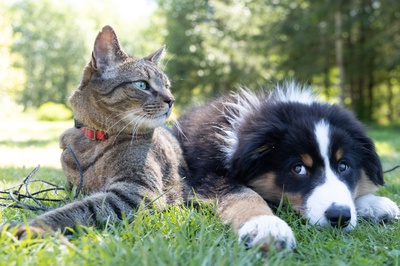 hundeerziehung katze erziehen