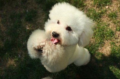 hundetrick maennchen
