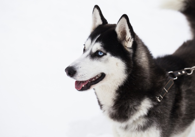 Le Husky de Sibérie dans la neige