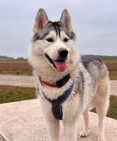 @husky_family