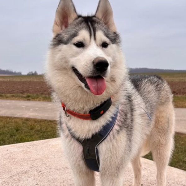 @husky_family