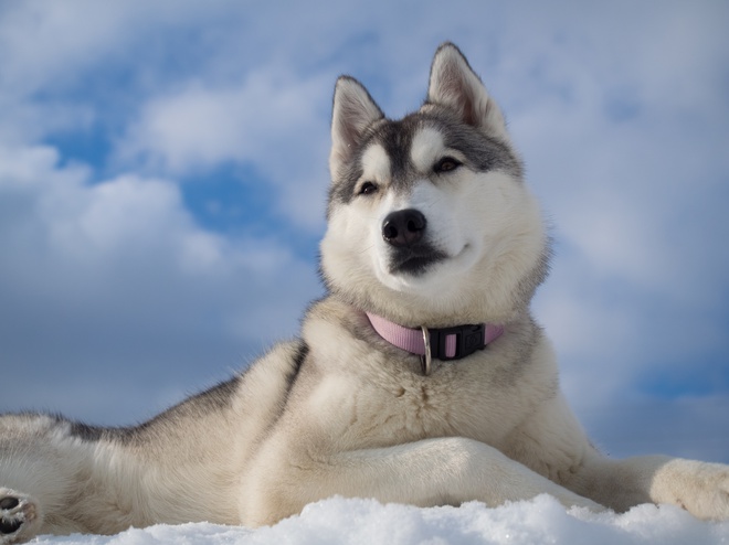 husky with collar