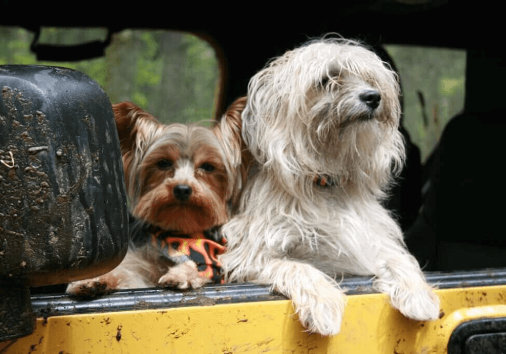 Deux chiens partent en voyage en voiture
