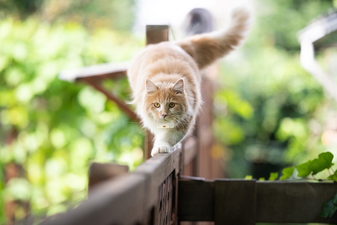 Long-haired red and white cat balancing on a wooden fence with XS tracer