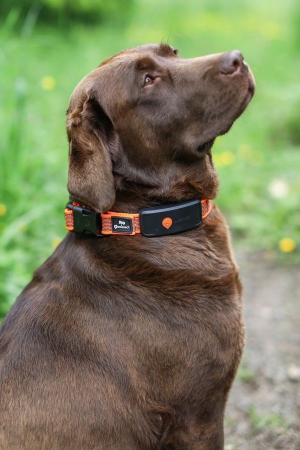 labrador chocolat XT