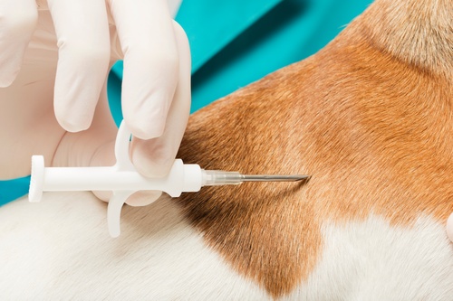 implant vs puce 1.10