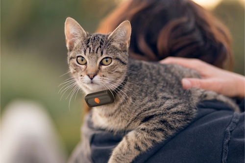 implant vs puce 1.11