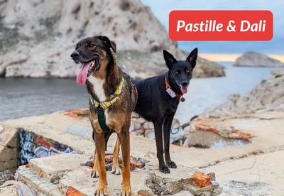 insiders 0723 ugc pastille dali