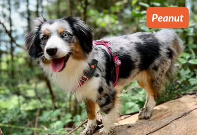 insiders 0723 ugc peanut