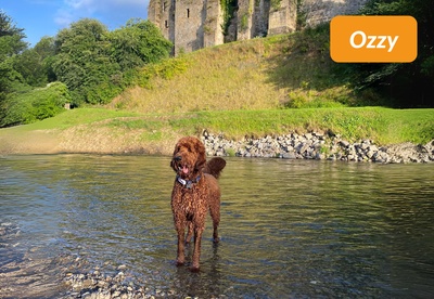 insiders-0724-ugc-ozzy