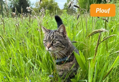 insiders-0724-ugc-plouf