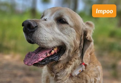 insiders-2303-ugc-Impoo