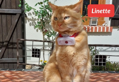 insiders 2303 ugc linette