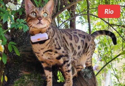 insiders 2305 ugc rio