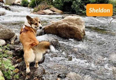 insiders-2305-ugc-sheldon