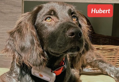 insiders-2309-ugc-hubert