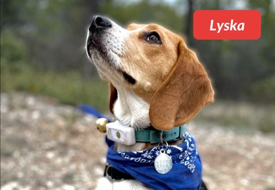 insiders-2309-ugc-lyska