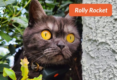 insiders-2309-ugc-rollyrocket