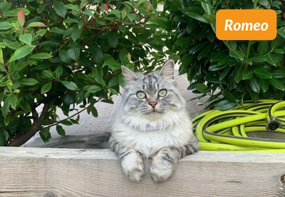 insiders-2309-ugc-romeo