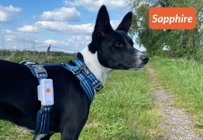 insiders-2309-ugc-sapphire