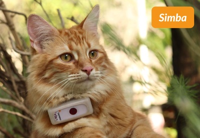 insiders-2309-ugc-simba