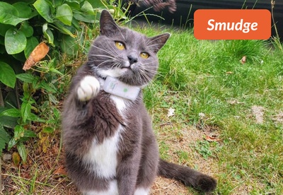 insiders-2309-ugc-smudge