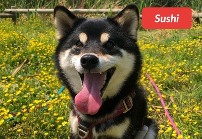 insiders-2309-ugc-sushi