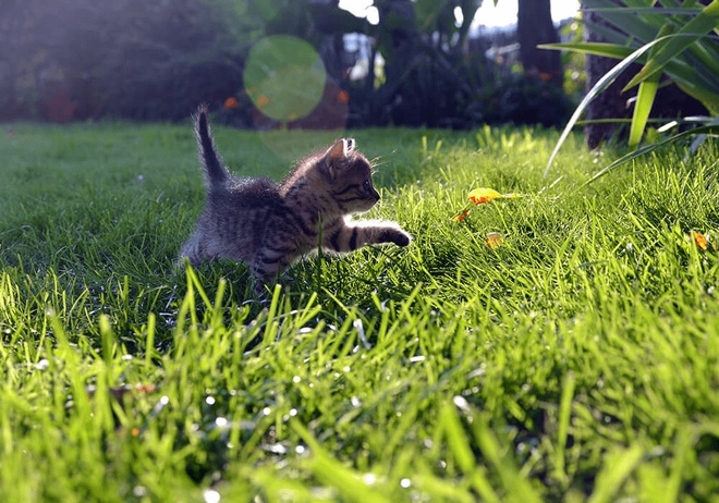Un chaton joue dans un jardin