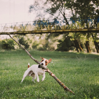 un jack russel avec un baton dans la gueule dans l'herbe