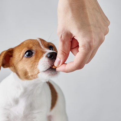 un jack russel qui mange ce que lui tend son/sa propriétaire