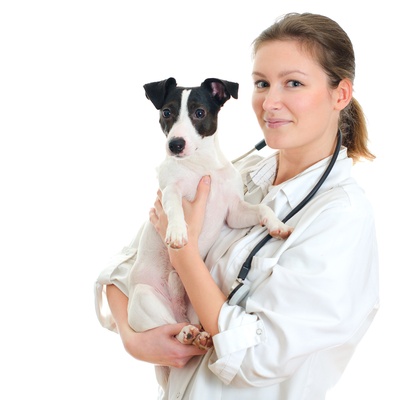un jack russel dans les bras d'une veterinaire