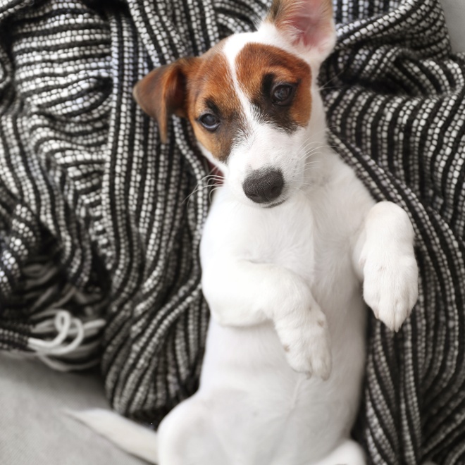 un jack russel allongé sur une couverture sur le dos