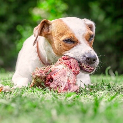 un jack russel qui mord dans un morceau de viande crue