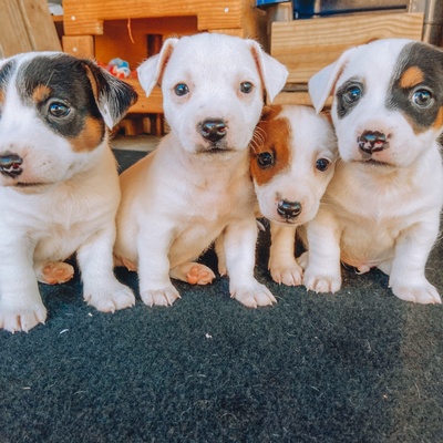 4 chiots jack russel cote a cote