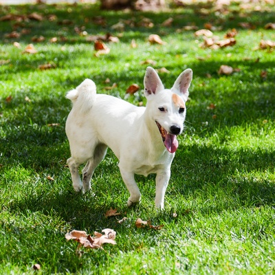 un jack russel heureux, sur l'herbe
