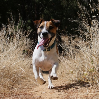 un jack russel qui court avec la langue de sortie