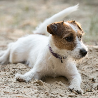 un jack russel assis sur le sable