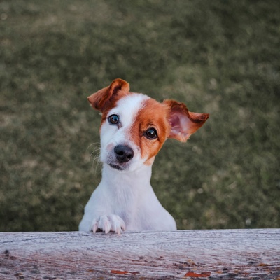 un jack russel derriere un mur, la patte appuyée sur celui-ci