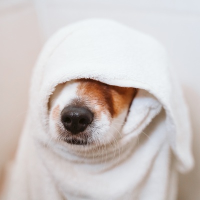 un jack russel avec une serviette qui lui tombe sur les yeux