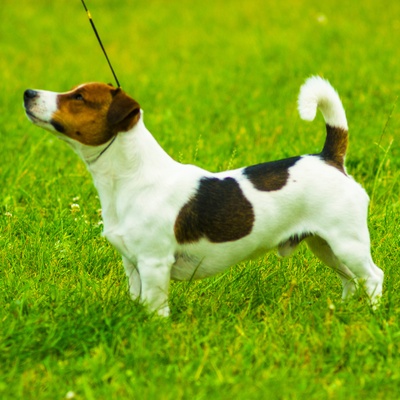 un jack russel tenu en laisse