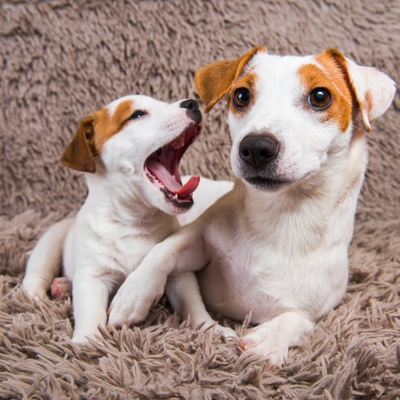 un jack russel qui s'amuse avec un autre jack russel qui ouvre grand la bouche