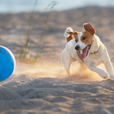 un jack russel qui court apres un ballon bleu