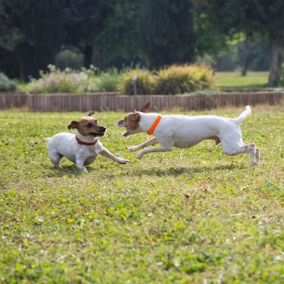 deux jack russel qui se courent apres dans l'herbe
